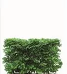 Rotbuche - Fagus sylvatica - Heckenelemente