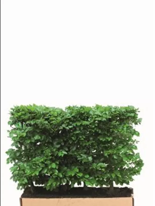 Rotbuche - Fagus sylvatica - Heckenelemente