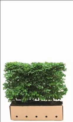 Rotbuche - Fagus sylvatica - Heckenelemente