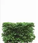 Rotbuche - Fagus sylvatica - Heckenelemente