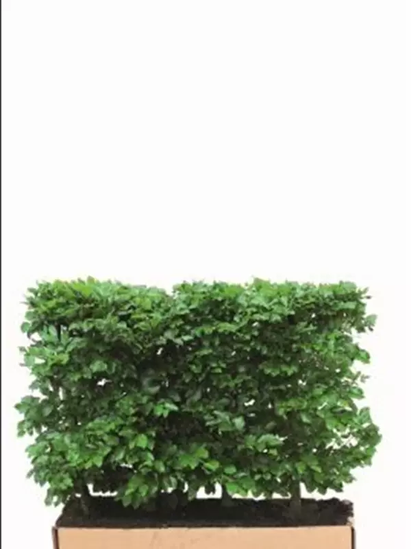 Rotbuche - Fagus sylvatica - Heckenelemente