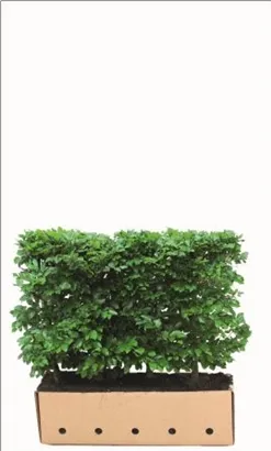 Rotbuche - Fagus sylvatica - Heckenelemente