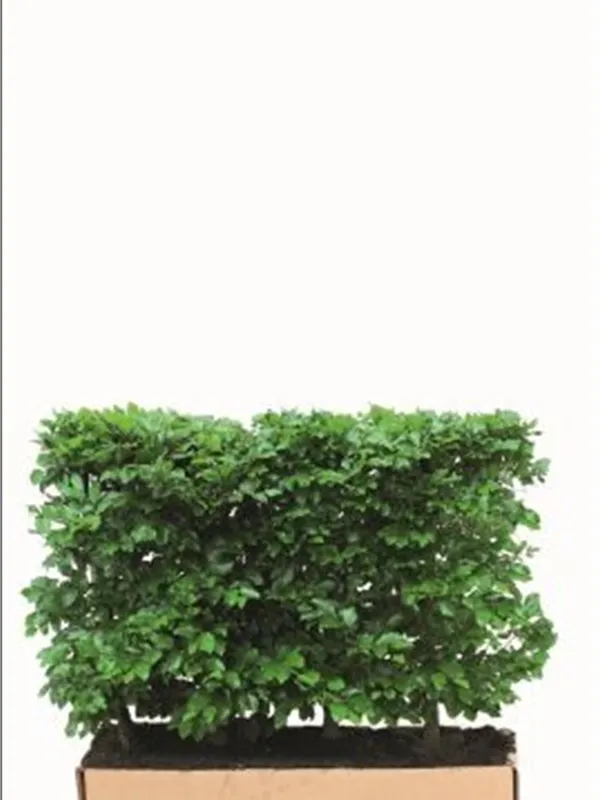 Rotbuche - Fagus sylvatica - Heckenelemente