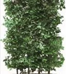 Rotbuche - Fagus sylvatica - Heckenelemente