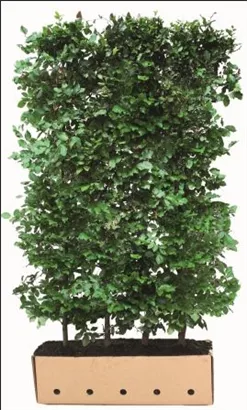 Rotbuche - Fagus sylvatica - Heckenelemente