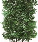 Rotbuche - Fagus sylvatica - Heckenelemente