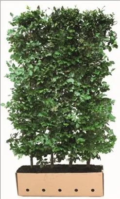 Rotbuche - Fagus sylvatica - Heckenelemente