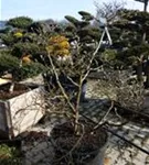 Sternmagnolie - Magnolia stellata - Bonsai