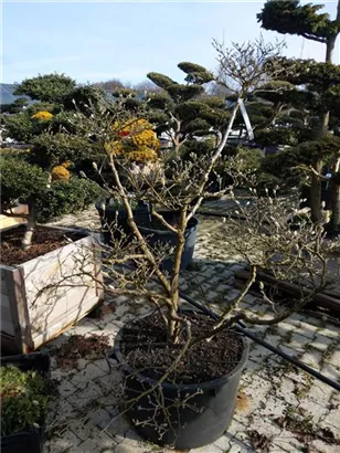 Sternmagnolie - Magnolia stellata - Bonsai