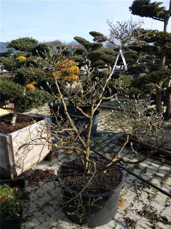 Sternmagnolie - Magnolia stellata - Bonsai