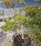 Sternmagnolie - Magnolia stellata - Bonsai