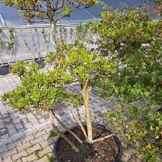 Magnolia stellata - Bonsai, Bonsai C 110 125- 150
