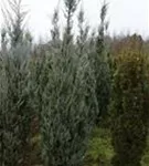 Pyramiden-Wacholder 'Moonglow' - Juniperus scopulorum 'Moonglow'