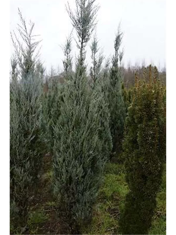 Pyramiden-Wacholder 'Moonglow' - Juniperus scopulorum 'Moonglow'