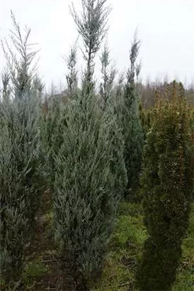 Pyramiden-Wacholder 'Moonglow' - Juniperus scopulorum 'Moonglow'