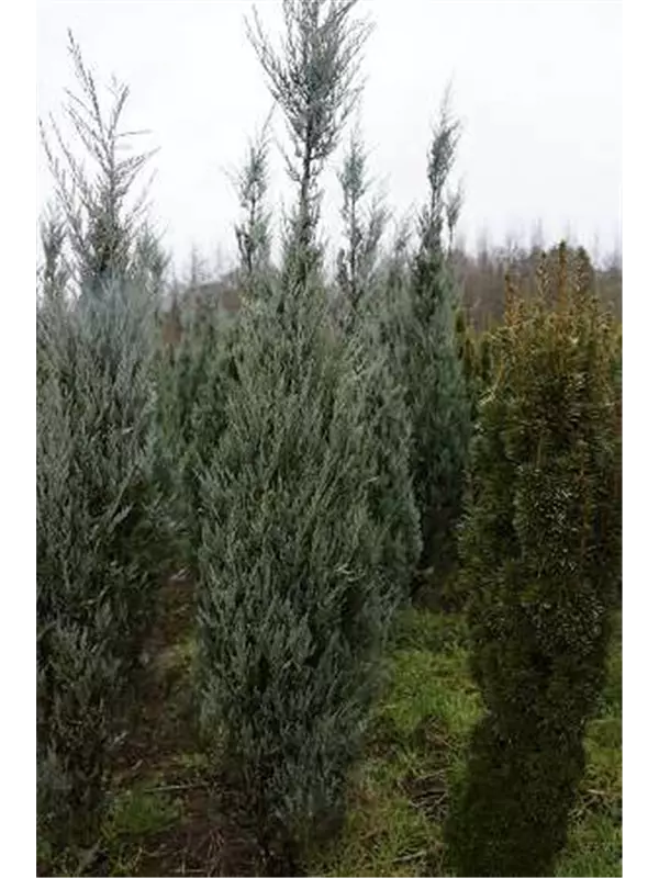 Pyramiden-Wacholder 'Moonglow' - Juniperus scopulorum 'Moonglow'