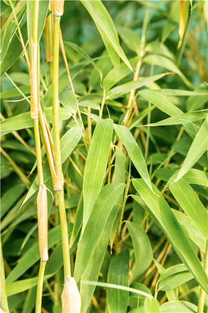 Fargesia 'Ivory Ibis', Elfenbeinbambus - Semper Verde Pflanzenzentrum  Ullmer GbR