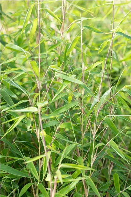 Fargesia 'Ivory Ibis', Elfenbeinbambus - Semper Verde Pflanzenzentrum  Ullmer GbR