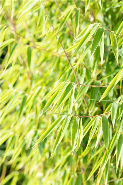 bambus negru Bambus negru 1.50 -2.00 m Phyllostachys nigra – Garden Boutique main image 1