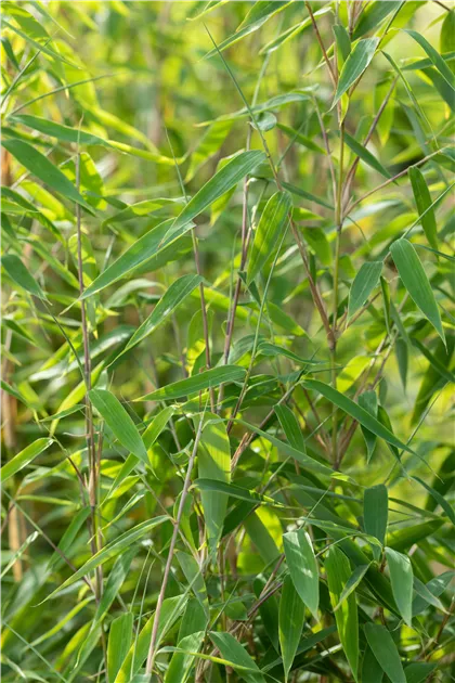 Fargesia 'Ivory Ibis', Elfenbeinbambus - Semper Verde Pflanzenzentrum  Ullmer GbR