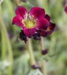 Alpen-Steinbrech - Saxifraga, alpin, rot