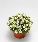 Alpen-Steinbrech - Saxifraga, alpin, weiß