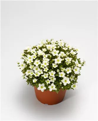 Alpen-Steinbrech - Saxifraga, alpin, weiß
