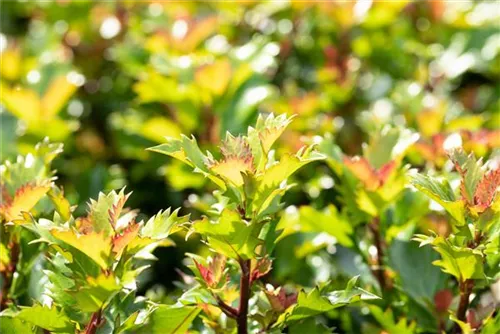Stechpalme - Ilex meserveae 'Magical Little Rascal' -R-