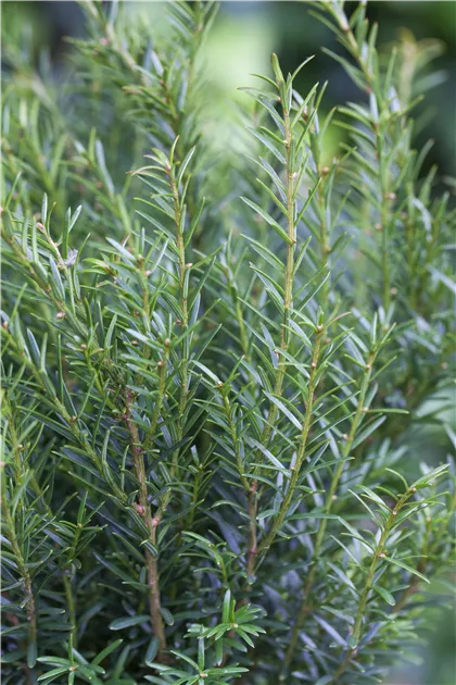 Taxus baccata 'Renke' s Kleiner Grner', Eibe 'Renke' s Kleiner Grner' -  Semper Verde Pflanzenzentrum Ullmer GbR