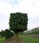 Hainbuche,Weißbuche - Carpinus betulus - Formgehölze