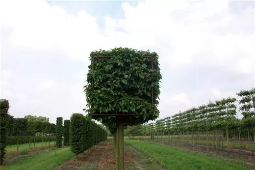 Hainbuche,Weißbuche - Carpinus betulus - Formgehölze Hainbuche,Weißbuche - Carpinus betulus - Formgehölze