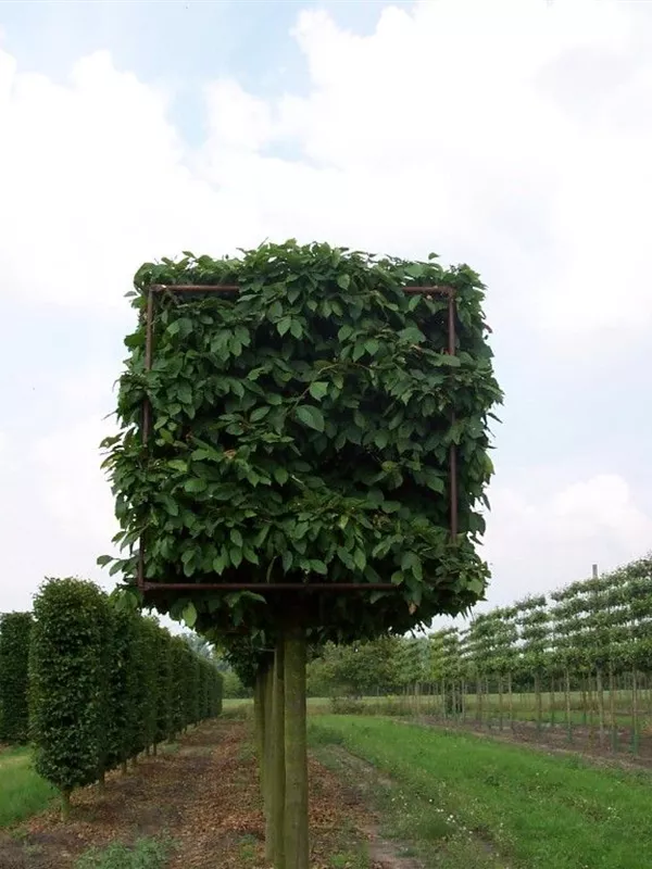 Hainbuche,Weißbuche - Carpinus betulus - Formgehölze Hainbuche,Weißbuche - Carpinus betulus - Formgehölze