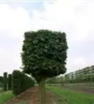Hainbuche,Weißbuche - Carpinus betulus - Formgehölze