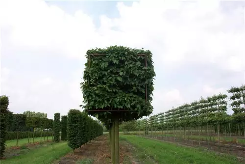 Hainbuche,Weißbuche - Carpinus betulus - Formgehölze