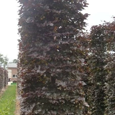 Fagus sylvatica 'Atropunicea' - Formgehölze, mDb Blockform 360x100x100 cm  Fagus sylvatica 'Atropunicea' - Formgehölze, mDb Blockform 360x100x100 cm