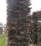 Blutbuche Veredelung - Fagus sylvatica 'Atropunicea' - Formgehölze