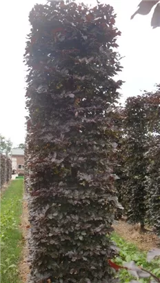 Blutbuche Veredelung - Fagus sylvatica 'Atropunicea' - Formgehölze