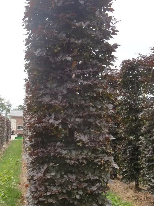 Blutbuche Veredelung - Fagus sylvatica 'Atropunicea' - Formgehölze