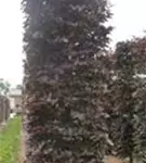 Blutbuche Veredelung - Fagus sylvatica 'Atropunicea' - Formgehölze