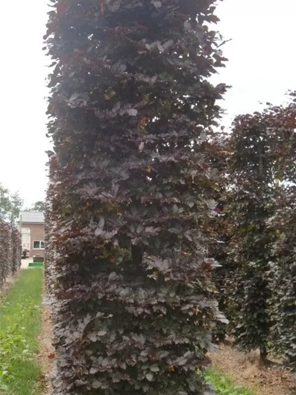 Blutbuche Veredelung - Fagus sylvatica 'Atropunicea' - Formgehölze