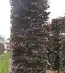 Blutbuche Veredelung - Fagus sylvatica 'Atropunicea' - Formgehölze