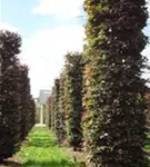 Blutbuche Veredelung - Fagus sylvatica 'Atropunicea' - Formgehölze