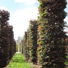 Fagus sylvatica 'Atropunicea' - Formgehölze, mDb Blockform 360x75x75 cm 