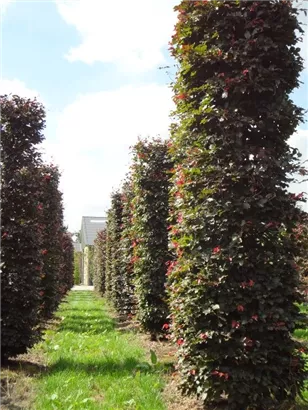 Blutbuche Veredelung - Fagus sylvatica 'Atropunicea' - Formgehölze