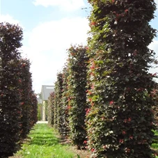 Fagus sylvatica 'Atropunicea' - Formgehölze, mDb Blockform 360x75x75 cm 