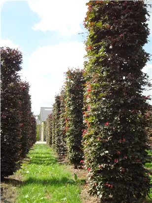 Blutbuche Veredelung - Fagus sylvatica 'Atropunicea' - Formgehölze