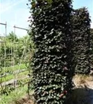 Blutbuche Veredelung - Fagus sylvatica 'Atropunicea' - Formgehölze