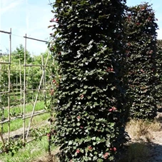Fagus sylvatica 'Atropunicea' - Formgehölze, mDb Blockform 275x75x75 cm 