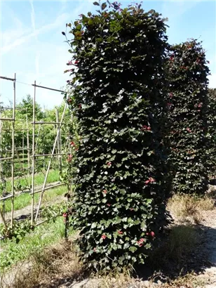 Blutbuche Veredelung - Fagus sylvatica 'Atropunicea' - Formgehölze