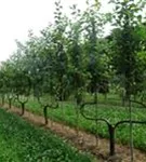 Apfel 'Elstar' mittel - Malus 'Elstar' CAC - Formgehölze